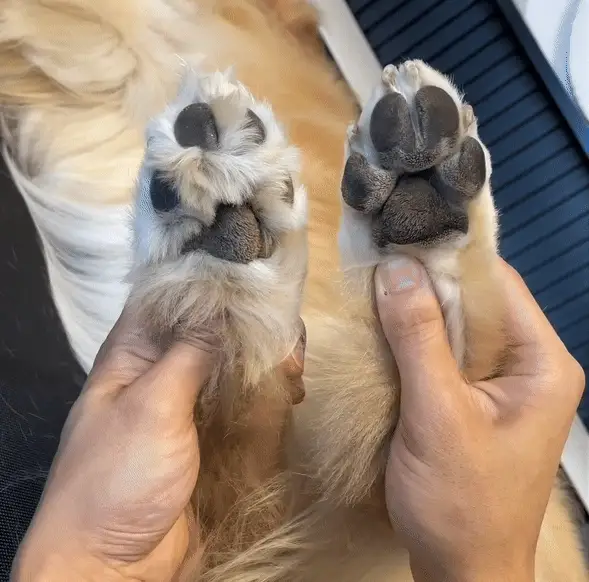 Hundtassar före och efter trimning